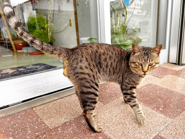 neko2time's tweet photo. 猫の「老化速度」は人間の約5倍！ 年齢換算表

猫ちゃんの老化速度は、  
人間のおよそ4〜5倍くらいと言われているよ。

特に最初の数年でぐんと成長して、  
その後も人間より早く年を重ねていくんだ。

やさしい年齢換算の目安

猫1歳 ≈ 人間15歳くらい  
　（ほぼ大人になる時期）

猫2歳 ≈ 人間24歳くらい

猫3歳 ≈ 人間28歳くらい

猫4歳 ≈ 人間32歳くらい

猫5歳 ≈ 人間36歳くらい

猫7歳 ≈ 人間44歳くらい  
　（ここからシニアに近づくよ）

猫10歳 ≈ 人間56歳くらい

猫15歳 ≈ 人間76歳くらい

猫20歳 ≈ 人間96歳くらい

これはあくまで目安だよ。  
個体差があるから、  
実際の様子を見てあげるのが一番だね。

猫ちゃんは私たちの何倍ものスピードで  
人生を駆け抜けているんだ。  

だからこそ、毎日を大切に、  
優しく寄り添ってあげたいよね。