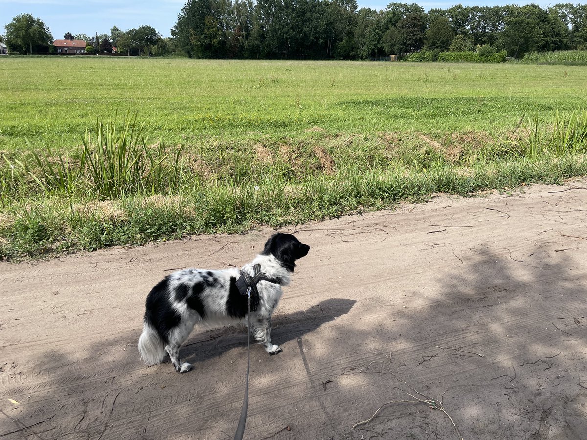 hermendegraaf's tweet photo. Het gaat wel wat ver om over mensen die beweren dat ‘de natuur op omvallen staat’ te stellen dat zij gehersenspoeld zijn, dacht ik tijdens #wandelinghond 🦮. Zij hebben het wel bij het verkeerde eind, #datdanweerwel… 🤔 https://t.co/OSmUqDeUmV