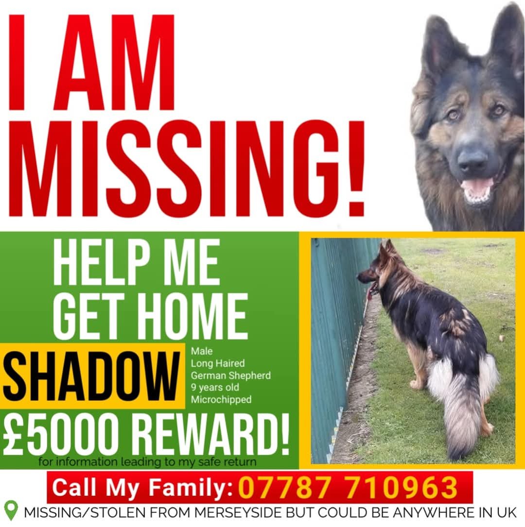MissingPetsGB's tweet photo. #Aintree #Liverpool #UK
"It is incredibly heartwarming to realise just how many kind souls are still thinking of & looking out for our missing boy. It is getting harder to believe we will ever see him again or find out the truth about what happened to SHADOW." https://t.co/VtoZeopwon