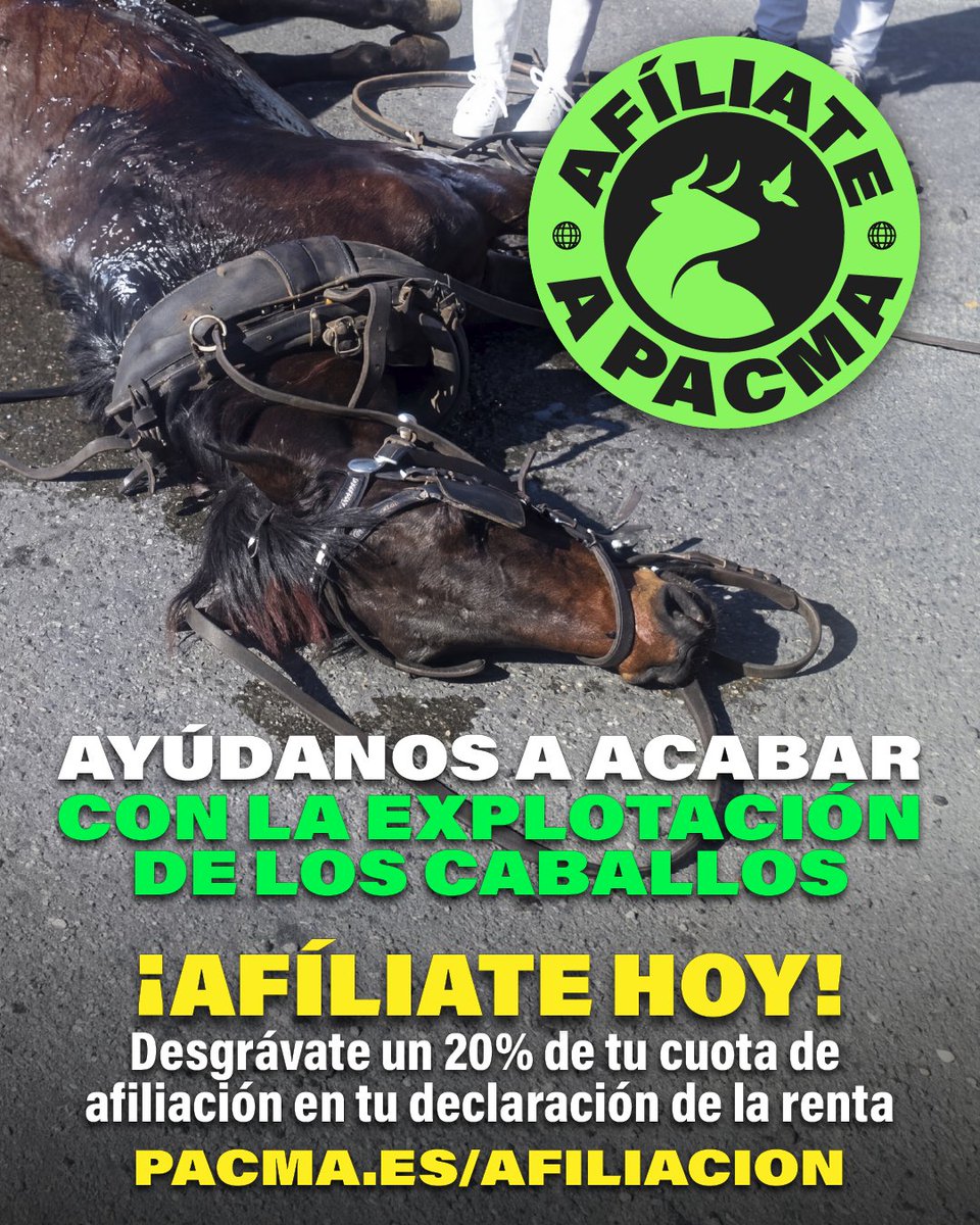 PartidoPACMA's tweet photo. 🙌¡Dejen a los caballos en paz!

🐴Ciudades como Sevilla, Córdoba, Mallorca o Jerez de la Frontera siguen explotando caballos como atractivo turístico. Es hora de que hagan como Málaga y se pasen a las calesas eléctricas.

💚Desde PACMA luchamos por ello. Con tu ayuda, podremos lograrlo antes. ¡Afíliate y defiende a los caballos! Además, podrás desgravarte hasta el 20% de tu cuota de afiliación.

🔗https://t.co/aLcYS43pdI

#TiraTúDelPutoCarro #Caballos #StopCalesas #ÚneteALaRevoluciónVerde #ÚneteAPACMA