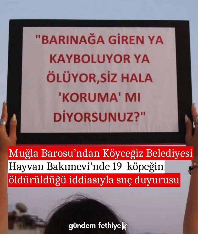 AvKubraoktay's tweet photo. Barınak diye bir şey yok; soykırım merkezleri var.. Yaşamı korumayan, ölümü sistemleştiren hiçbir düzen meşru değildir.

#7527YasasıİptalEdilsin https://t.co/L7Yk0kWNuu