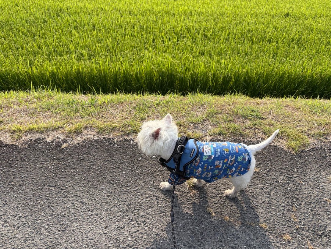 nykcyan's tweet photo. 今朝の散歩 https://t.co/fmCAtox48I