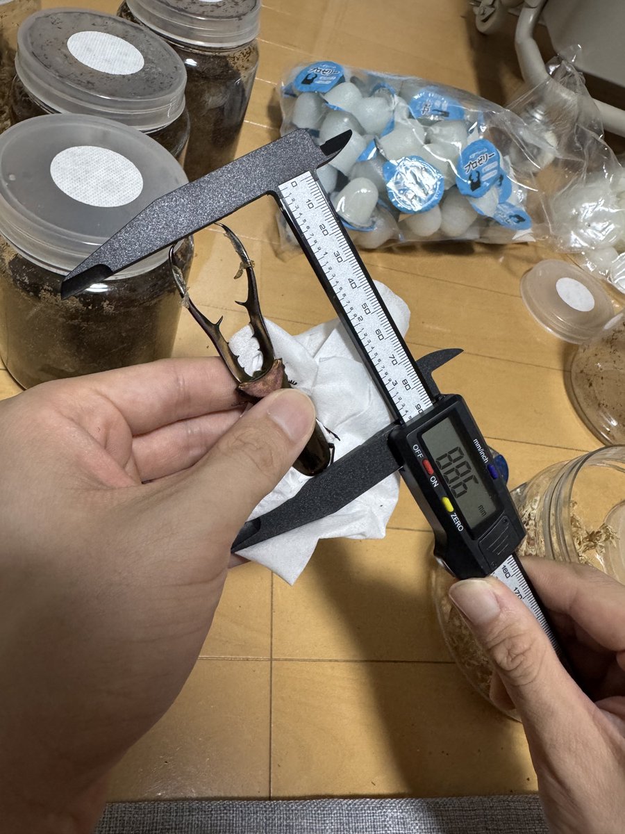 e5v73's tweet photo. メタリフェル7月羽化組を販売します。
ペレン島　CBF5 一応パープル系です。
発送慣れていませんので、手渡しできる方のみでお願いします。
・オスは80mm以上〜　
・メス　サイズフリー
ペアで2000円　メス2匹のトリオ2500円 https://t.co/b3UYK5JXJ0