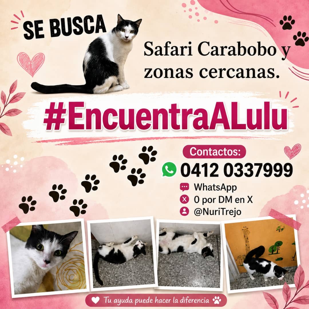 NuriTrejo's tweet photo. #14Ago . Si alguien conoce el paradero de Lulú en Safari #Carabobo (🇻🇪), contáctenos👇. Excelente Recompensa.
Lulú Somos Todos y, a pesar del tiempo, creemos en el #LuluEsElMilagro.
#NoAbandones. #NoLosLastimes. #RespetoAnimal. https://t.co/BrJinIDG2Q