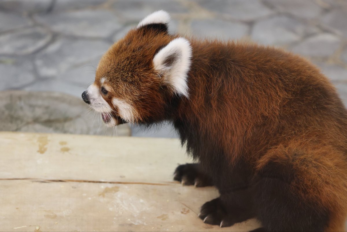 panpanda145's tweet photo. 10:35頃 与作くんから朝ごはん🍎

📷2026/08/14

#レッサーパンダ　#与作　#アドベンチャーワールド https://t.co/3scLtEBTha