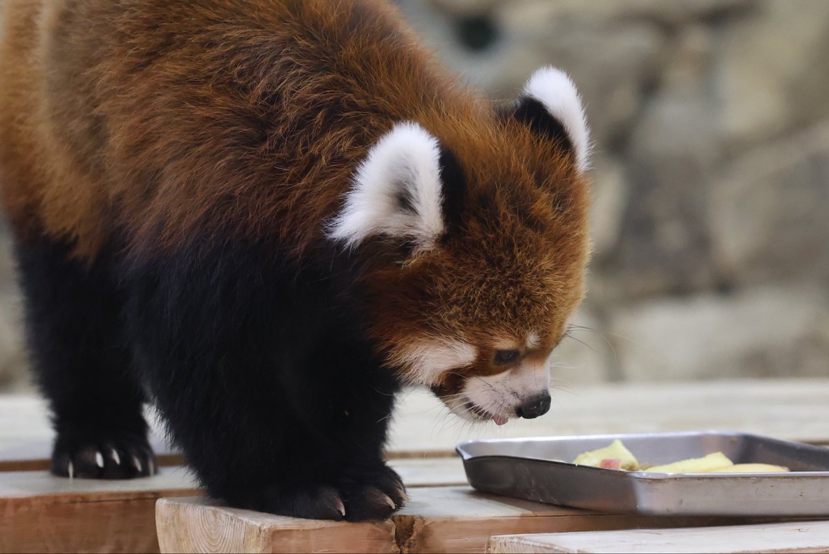 panpanda145's tweet photo. 10:35頃 与作くんから朝ごはん🍎

📷2026/08/14

#レッサーパンダ　#与作　#アドベンチャーワールド https://t.co/3scLtEBTha