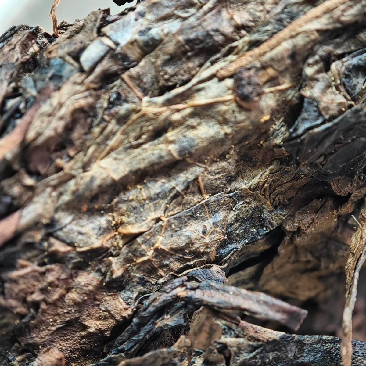 gentlycomfortea's tweet photo. [ field trip ] is an outstanding Fu Brick Tea without too many 'golden flowers'.

#darktea #fubricktea #goldenflowers #gentlycomfortingtea https://t.co/wX0AIyNHhS