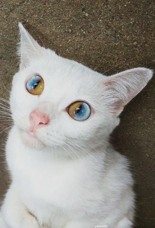 aiwuwtz's tweet photo. A cat with striking two coloured eyes due to a rare condition called sectoral heterochromia. https://t.co/IegDZcNoDd