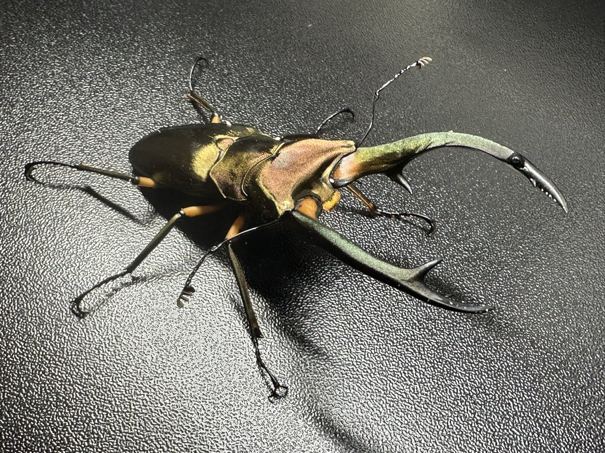 PowerInsectC's tweet photo. ランバージャックさんで、エラフスホソアカ野外品をお迎え。

手持ちのWF1個体は産卵しているものの環境があっている気がせず、いろいろ試してみようと。

写真2枚目の左がお迎えした♂、右がウチのWF1。やっぱり野外品大きい 笑 https://t.co/FlxjXBta1c