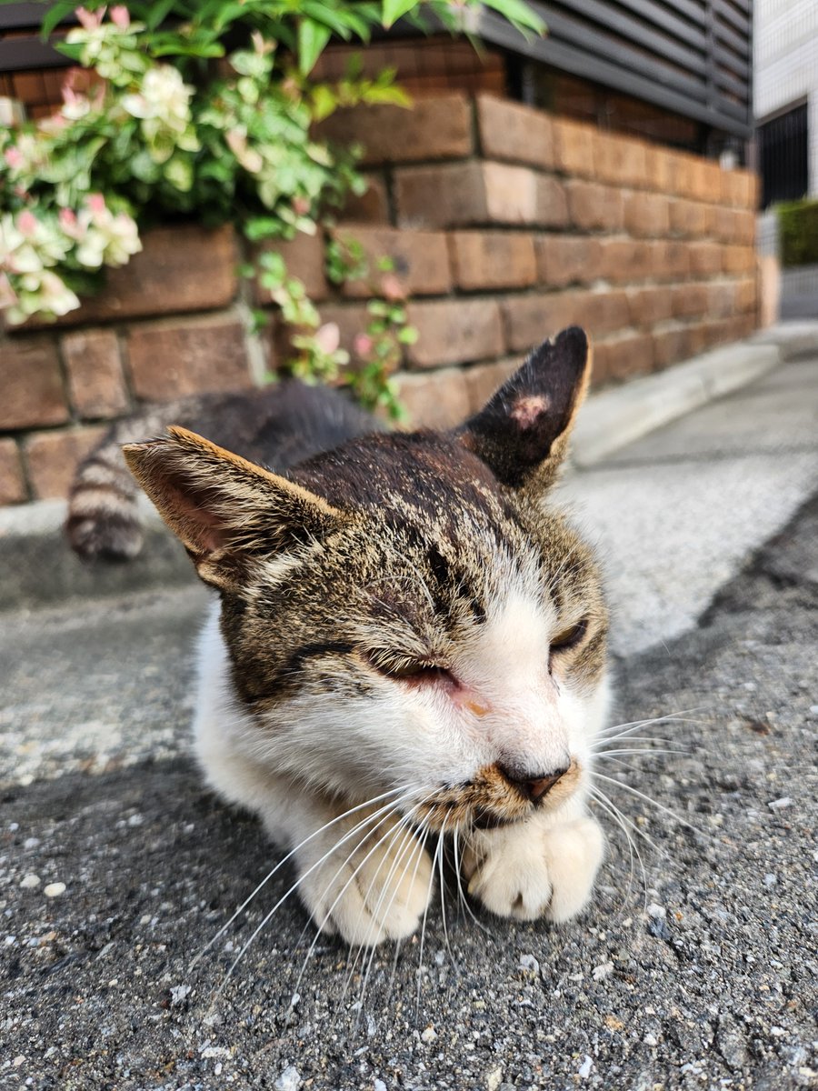 nihachi_info's tweet photo. だいぶ歳とったけど
変わらずグイグイのかまってちゃん https://t.co/xBl0lZn3aM