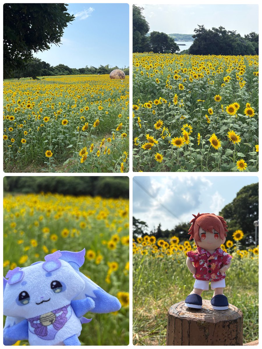 Usg3412's tweet photo. 大分の長崎鼻辺りに行って来た👍
ひまわり畑綺麗だった🌻✨️
しかし暑くて長居しきらんやった😫☀️
顔と腕真っ赤になってるわ笑
砂浜と繋がってるから海も見れて最高✌️
美味しい物食べて小規模チームラボ見て最後は海岸でチル☺️
夕日が綺麗な海岸で有名らしいけど日没まで待てなくて帰宅🥺 https://t.co/t5u5IOxCaJ