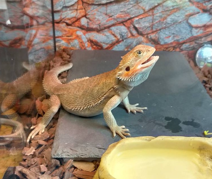 DenkouRiderKick's tweet photo. 野良トカゲを飼い始めて1ヶ月ちょっと経った。
設備は揃えなきゃならないけど飼育自体は思ったよりラクな感じ

#フトアゴヒゲトカゲ https://t.co/GFIeqoNeSN