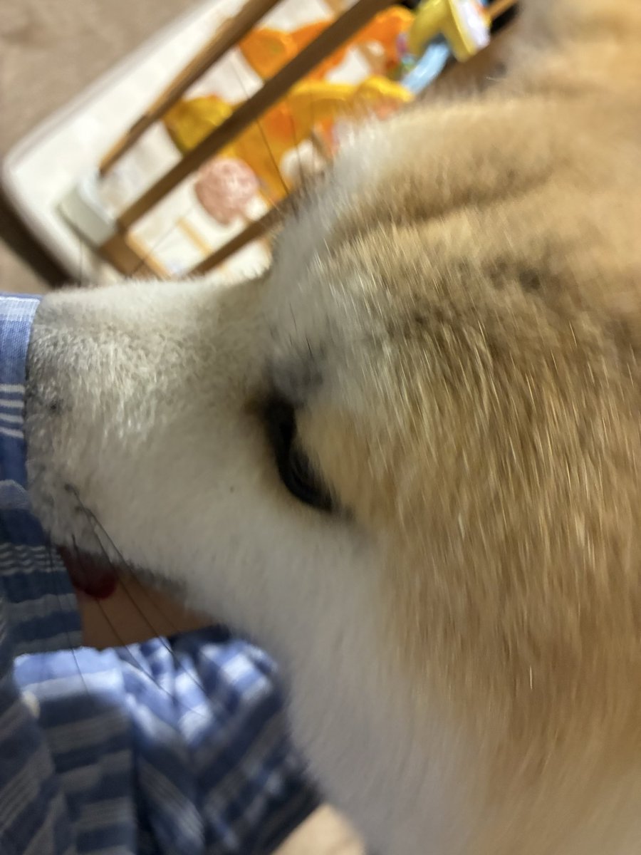 kaor_u's tweet photo. 娘氏がよく寝てるせいか久々に甘え甘え…は良いんだけど顔突っ込み過ぎだし舐められすぎて痛いんだが？？？ https://t.co/TnW9VmZorX