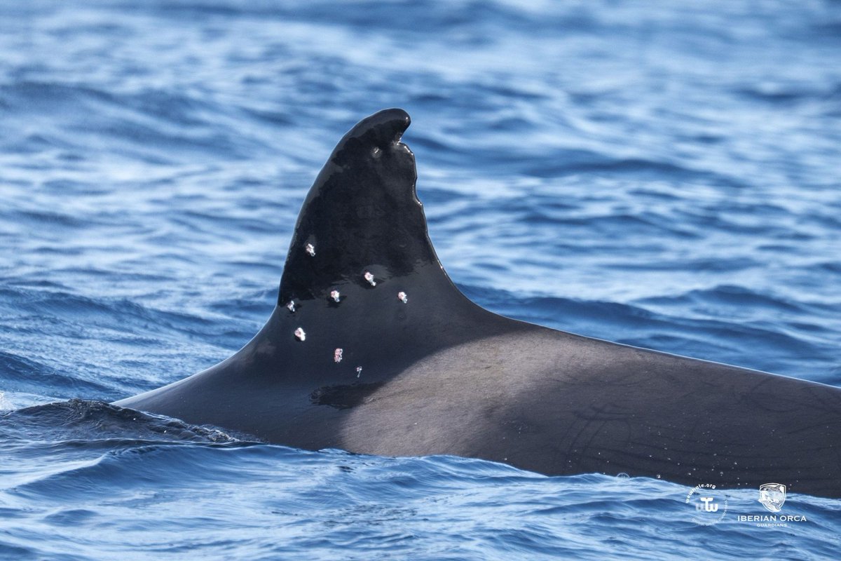 Marcoslrua's tweet photo. El @mitecogob abre actuaciones previas de investigación tras el avistamiento en aguas de Gibraltar de una orca con posibles marcas de perdigones en su aleta dorsal.

La orca más longeva de la población de orcas del Estrecho de Gibraltar y del golfo de Cádiz ha aparecido esta semana en las aguas del Estrecho de Gibraltar con marcas en su aleta dorsal compatibles con disparos de una escopeta de perdigones.

La población de orcas del Estrecho de Gibraltar y del golfo de Cadiz se encuentra catalogada como vulnerable en el Catálogo Español de Especies Amenazadas, por lo que cualquier actuación hecha contra esta especie conllevará un sanción grave o muy grave

https://t.co/MTG2Z3FNMv