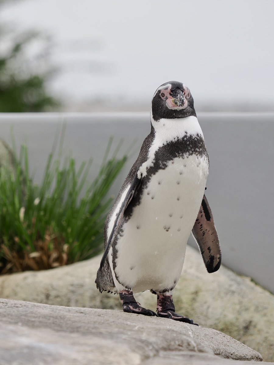 ペンギン サボ #フンボルトペンギン #仙台うみの杜水族館