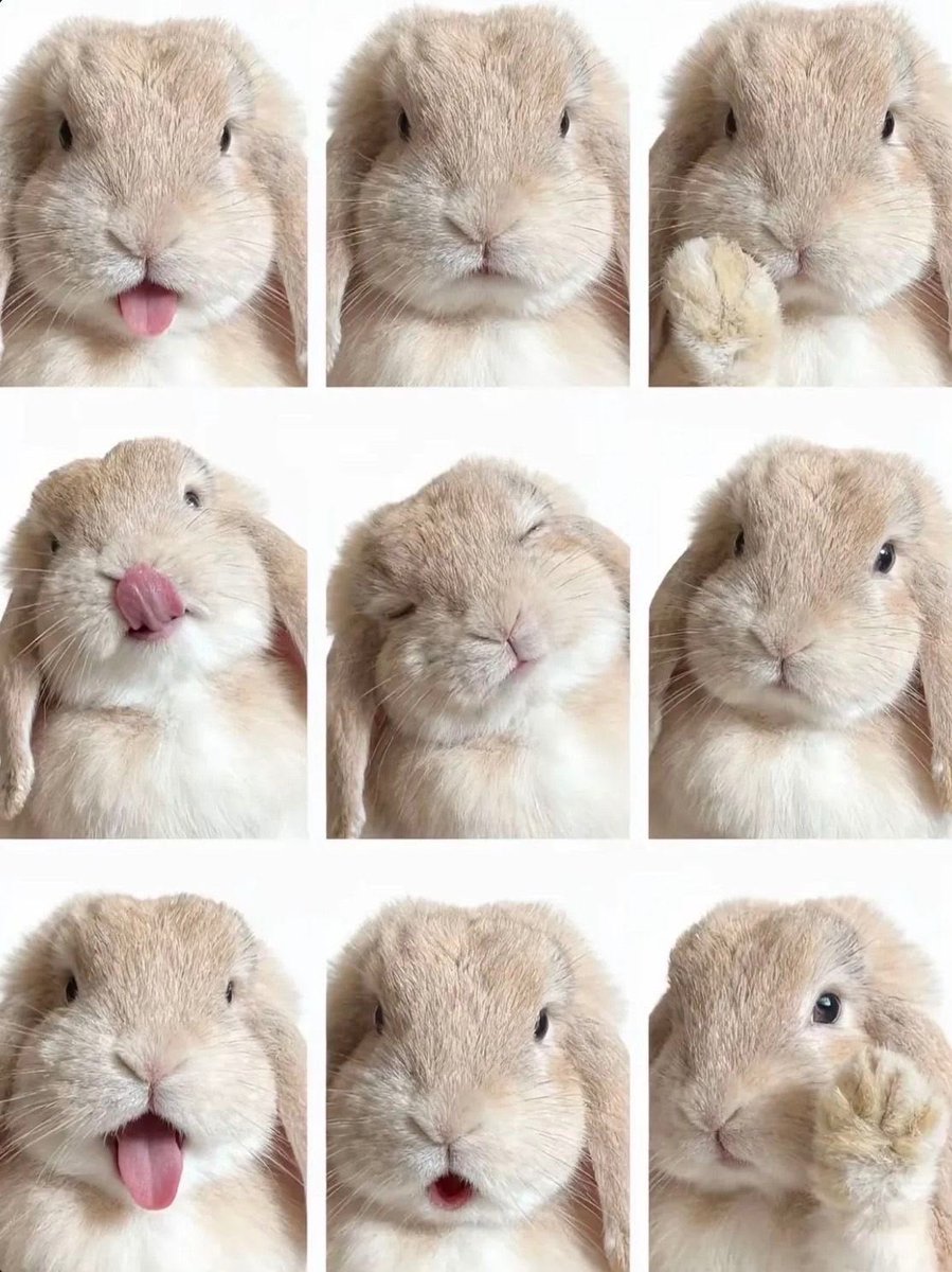cuwupcake's tweet photo. all my moods in one pic https://t.co/QX8pnYcA70