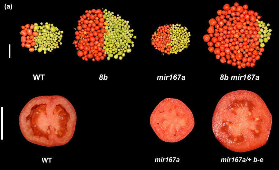 simonmaechling's tweet photo. 6× more ripe tomatoes & 
10× the total weight of ripe fruit than wild-type.

For tomatoes, no fertilization usually means no fruit.
gene-editing just rewrote that equation.

Scientists found a genetic switch that could help tomatoes produce fruit even when cold weather makes normal fertilization difficult and here is their story:-

Every tomato starts as a flower.
But cold weather can disrupt pollen and fertilization.
No fertilization often means no tomato.

So scientists asked a fascinating question:
What if we could make the tomato grow anyway?

Researchers discovered an important genetic system involving a tiny regulatory molecule called miR167.

It helps control genes involved in flower development and fruit formation.

Think of it as part of the plant’s genetic switchboard.
Then they used CRISPR to alter that system.

And something remarkable happened.
The plants started producing tomatoes without fertilization.

It’s called parthenocarpy - and it effectively bypasses one of the steps most vulnerable to cold.
Then they tested the plants during cold winter conditions.

The edited plants produced fruit earlier and continued setting fruit when normal plants struggled.
By harvest, they produced 6× more ripe tomatoes and 10× the total weight of ripe fruit.

There are still important questions about fruit size, taste, quality and how this performs in commercial varieties.

But this is what people often miss about gene editing.
Scientists didn’t randomly “change DNA.”
They understood the biology.
Found the bottleneck.

Identified the genetic switch controlling it.
Then changed it.

That’s the real promise of gene editing.
Not simply changing plants.

Understanding them well enough to solve problems biology couldn’t solve on its own.