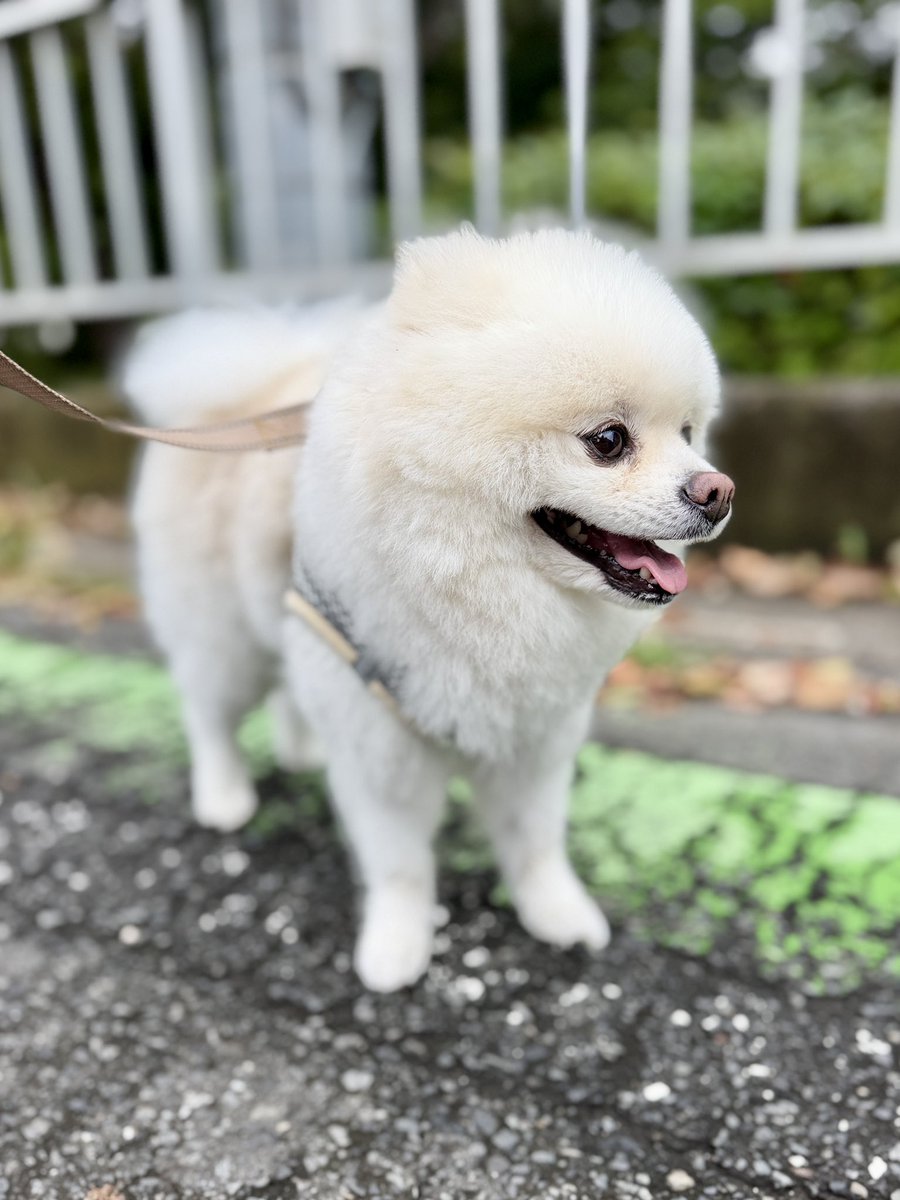 InosukeWorkout's tweet photo. シーズン2
167日目
体重4.5kgと64.0kg
立ちコロ20回 https://t.co/xt6VqOckHx