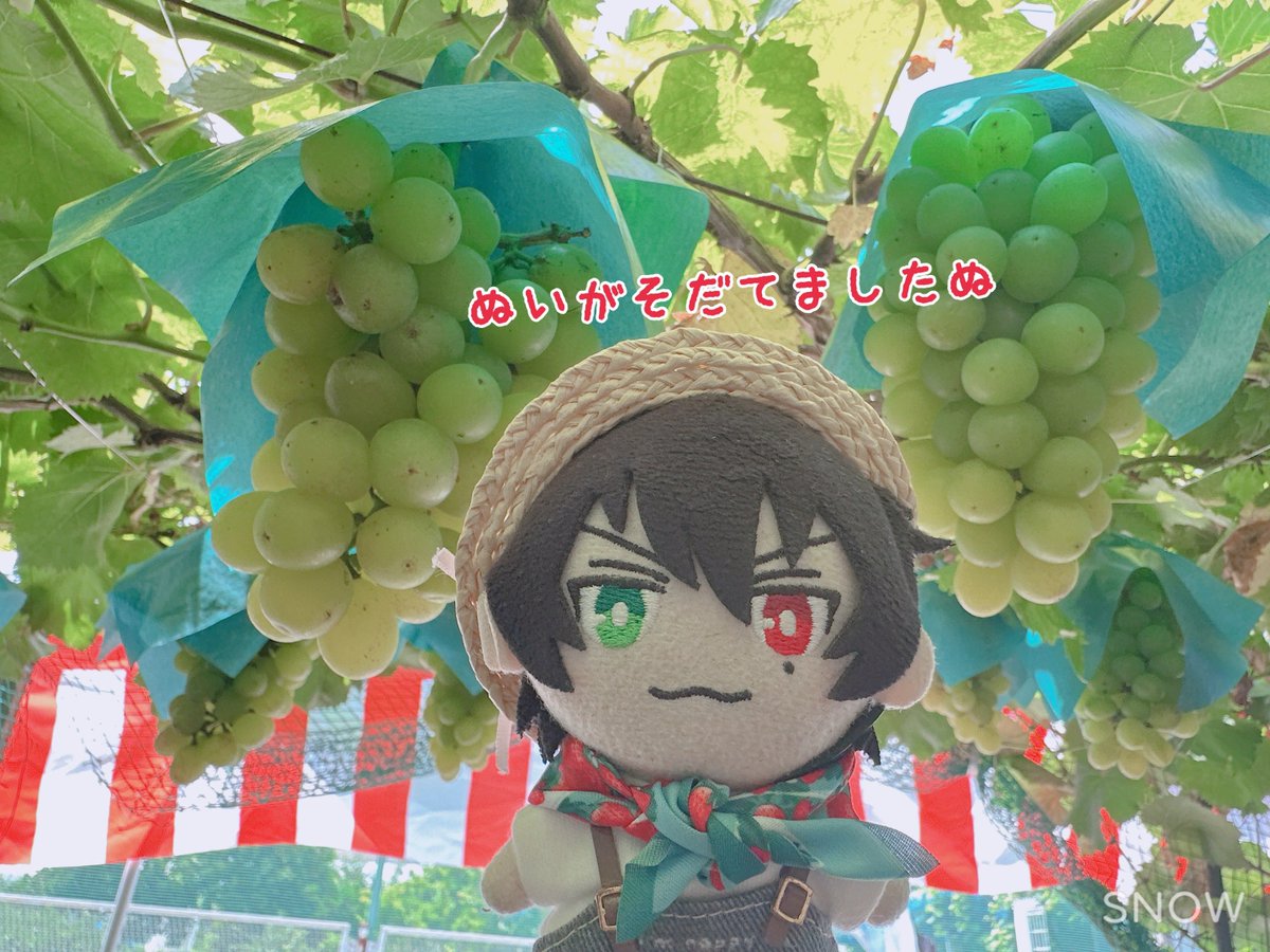 honerou123's tweet photo. ほねろうですぬ！
きょうはぶどうがりにいってきたぬよ
このますかっとがあまくておいしかったぬ！
ぬいはふたつぶでおなかぱんぱんになったぬ〜！もっとたべたかったぬ！ https://t.co/yZVK9HaQFN