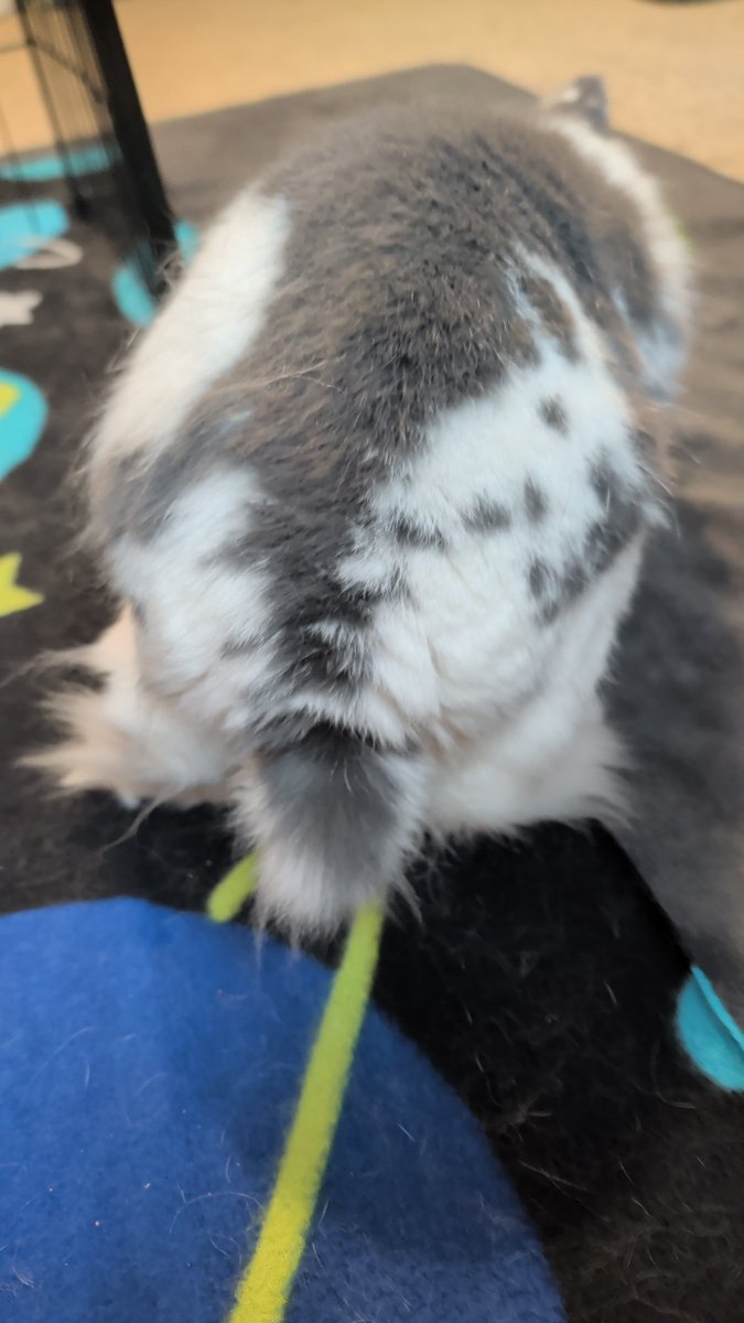05HAWKI's tweet photo. #FluffButtFriday https://t.co/NFi3SmFRUJ
