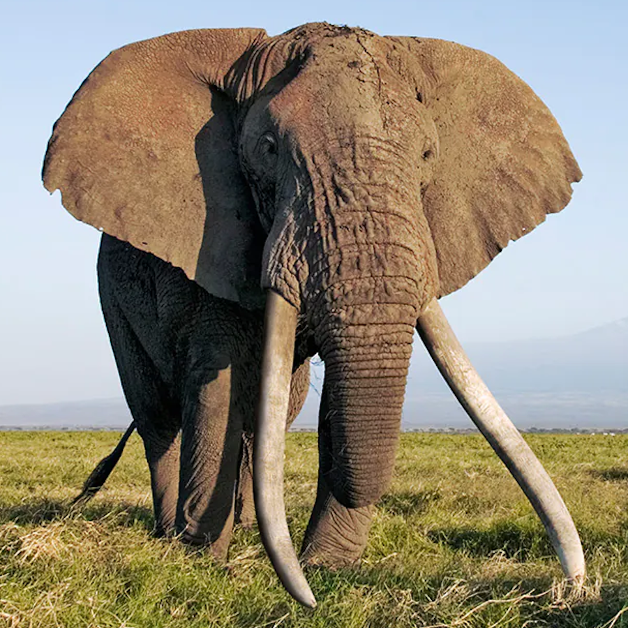 AMAZlNGNATURE's tweet photo. Super tuskers are elephants with tusks so large they can almost touch the ground

Craig was one of the most famous, with each tusk weighing over 100 pounds before he died naturally at age 54 https://t.co/RRkSmNb9GK