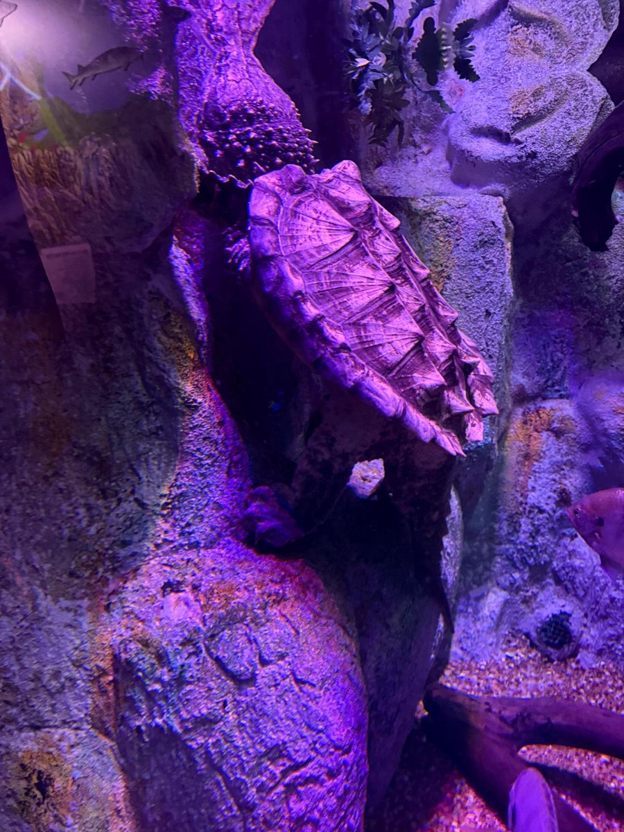 KsVenturez's tweet photo. #naturescenery #nature #summer #scenery #Turtle #fish #aquarium #animal https://t.co/MkboSVb1nN