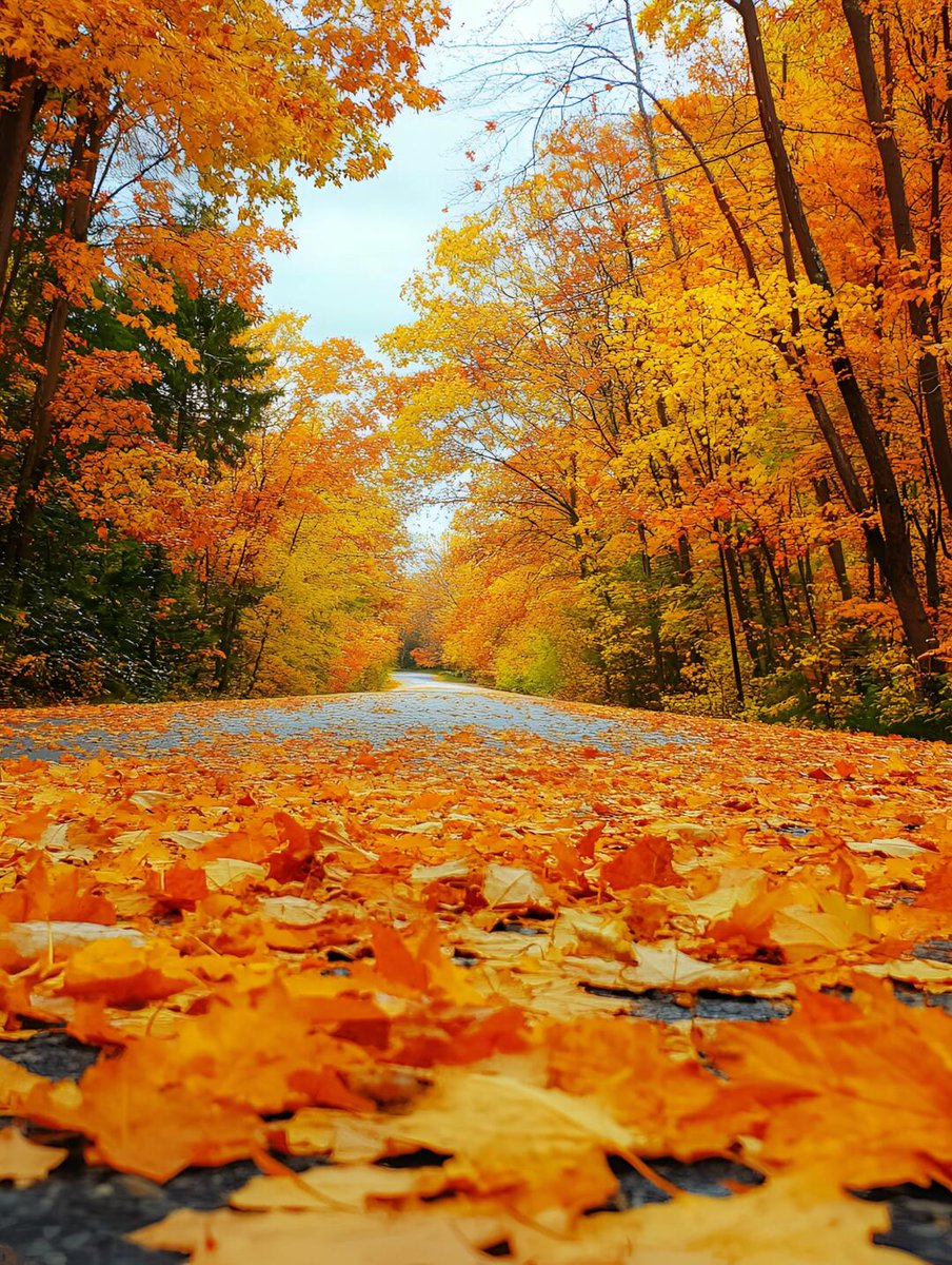 Danas80's tweet photo. Sunny autumn afternoon = perfect for a walk with warm pumpkin spice latte in hand ， https://t.co/RK7XIPRgj4