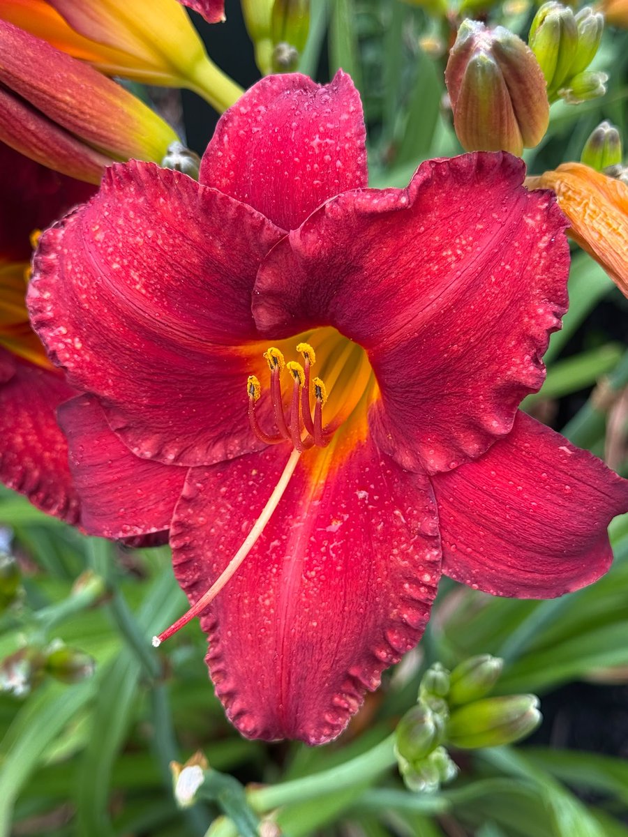 KsVenturez's tweet photo. #Hemerocallis #naturescenery #scenery #flower #daylily #nature #summer #closeup https://t.co/6sB8e3tqa2