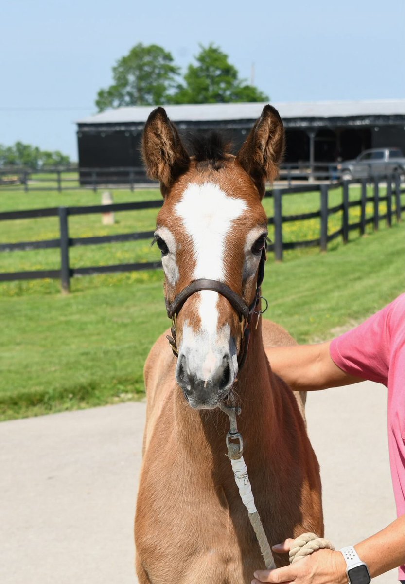 stoolpresidente's tweet photo. Introducing Grey Momma.   @spendthriftfarm #gogogreys https://t.co/INF4wCR8iW