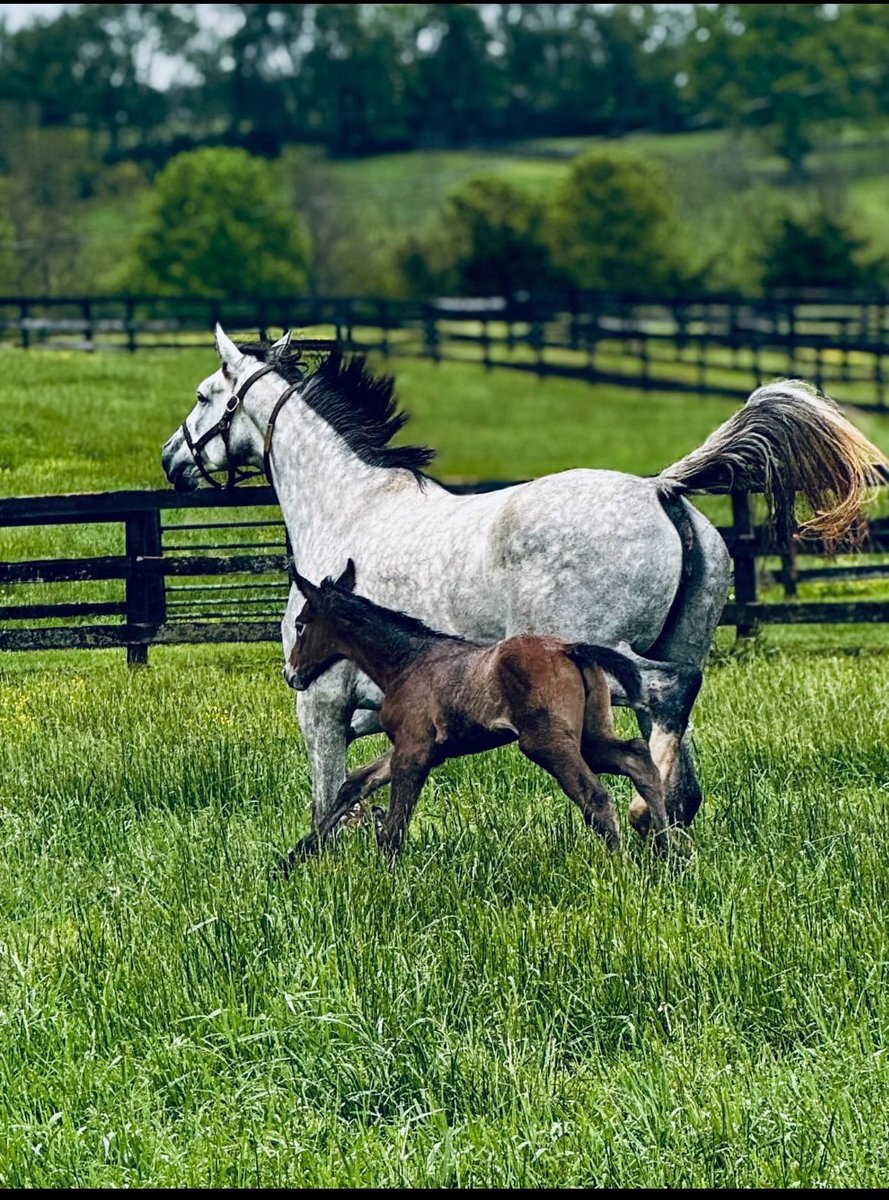 stoolpresidente's tweet photo. Introducing Grey Momma.   @spendthriftfarm #gogogreys https://t.co/INF4wCR8iW