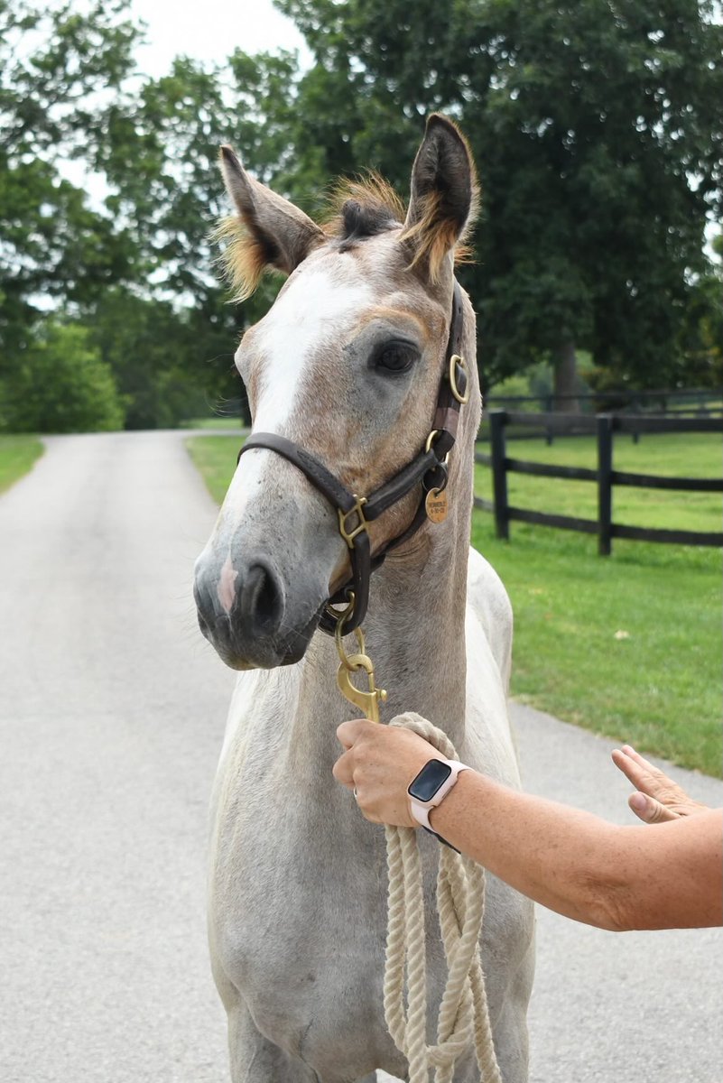stoolpresidente's tweet photo. Introducing Grey Momma.   @spendthriftfarm #gogogreys https://t.co/INF4wCR8iW