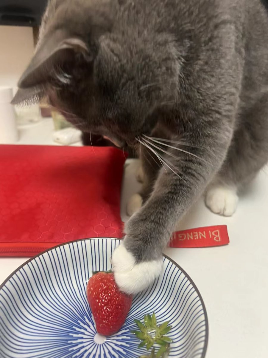 Gusgu123's tweet photo. Just found a half-eaten strawberry on my plate and my boyfriend insisted it was the best thing he’s tasted all week. Love this silly little guy. https://t.co/x2wVz9qE9p