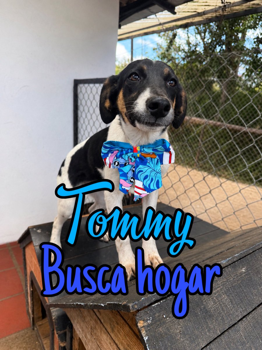 AsociacionMi's tweet photo. SI NO ENCONTRAMOS FAMILIAS PARA ELLOS, NO HAY MÁS RESCATES. 💔

Nuestros refugios están llenos y cada espacio ocupado significa otro animalito en la calle al que no podremos ayudar.

Adoptar también es salvar una vida. 🐾❤️
Ayúdanos compartiendo. Necesitamos familias responsables que les den la oportunidad que tanto merecen.

📲 3118009018