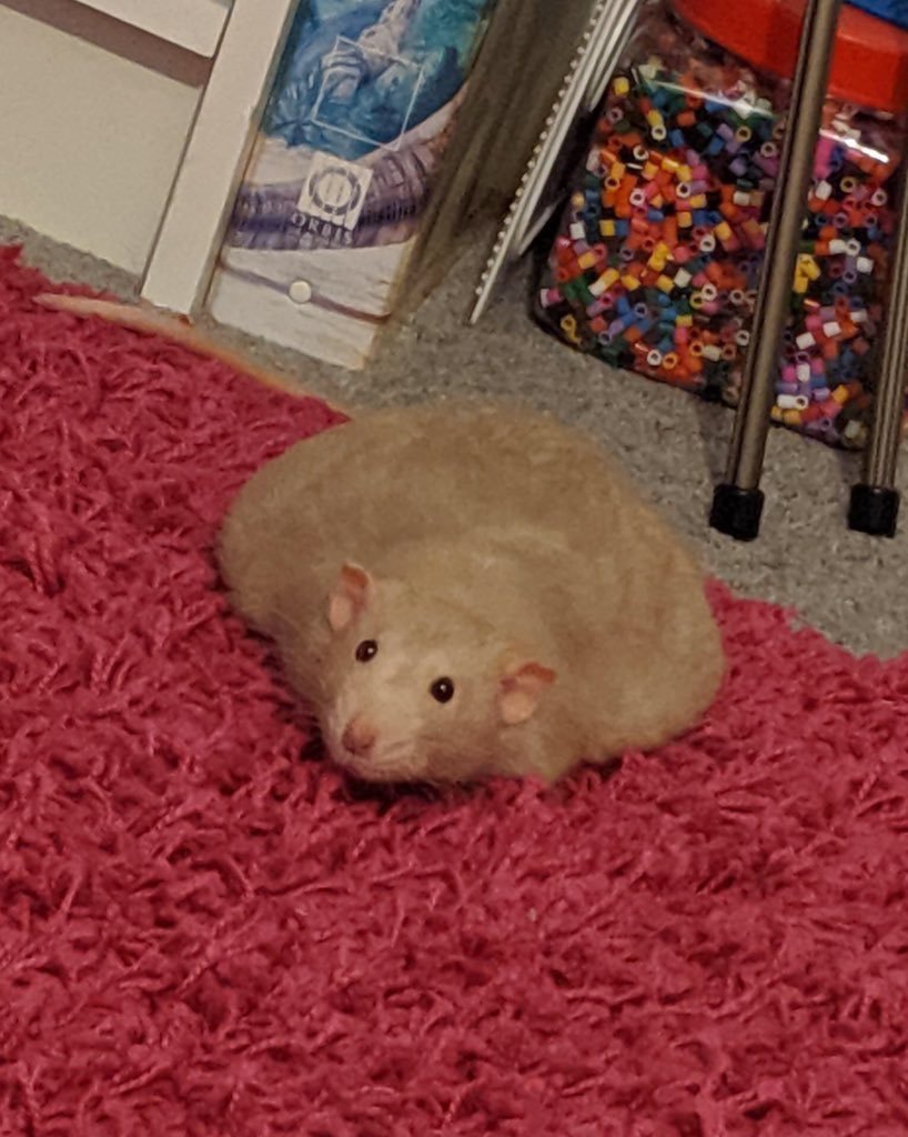 LegalizeRats's tweet photo. today is the day..

ITS FLAT RAT FRIDAY!! https://t.co/CptefuoC52