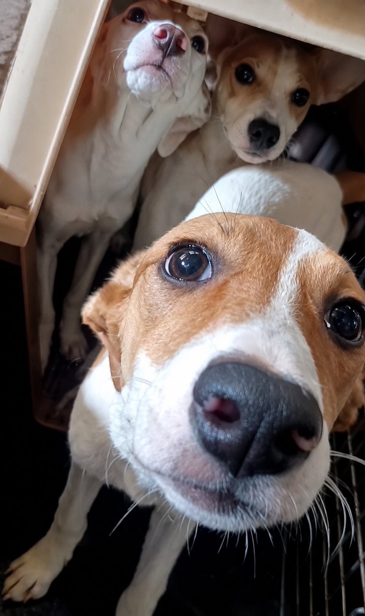peravi's tweet photo. Necesito comprar alimento para cachorros ya se está agotando los 4kg de comida médica que les compré y a las bebés grandes que aún nadie adopta ya necesitan comida.
1 saco 15kg canbo S/234 (3 cachorras) 
1 saco 7kg cabal S/120 (4 bebitos) 
TOTAL: S/354 
Por favor cualquier ayuda suma para poder comprarles el alimento 🙏🏽