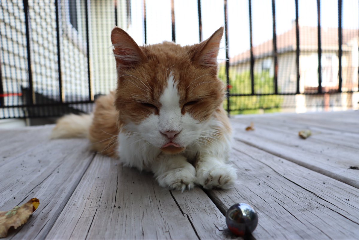 brbell97's tweet photo. @oreoeocat My little man 🥹 https://t.co/zpHjbz9KCI