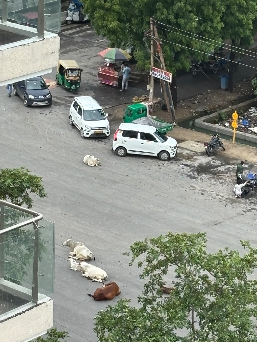 Shashusan's tweet photo. @noida_authority @CeoNoida @InfoDeptUP @UPGovt @myogiadityanath @dmgbnagar These are just ad hoc work, entire sector 150 and 151 roads a s drainage system is in bad shape and cattle’s sitting on the roads and vacant land is full of stagnant water https://t.co/xrx6q4rv6Q