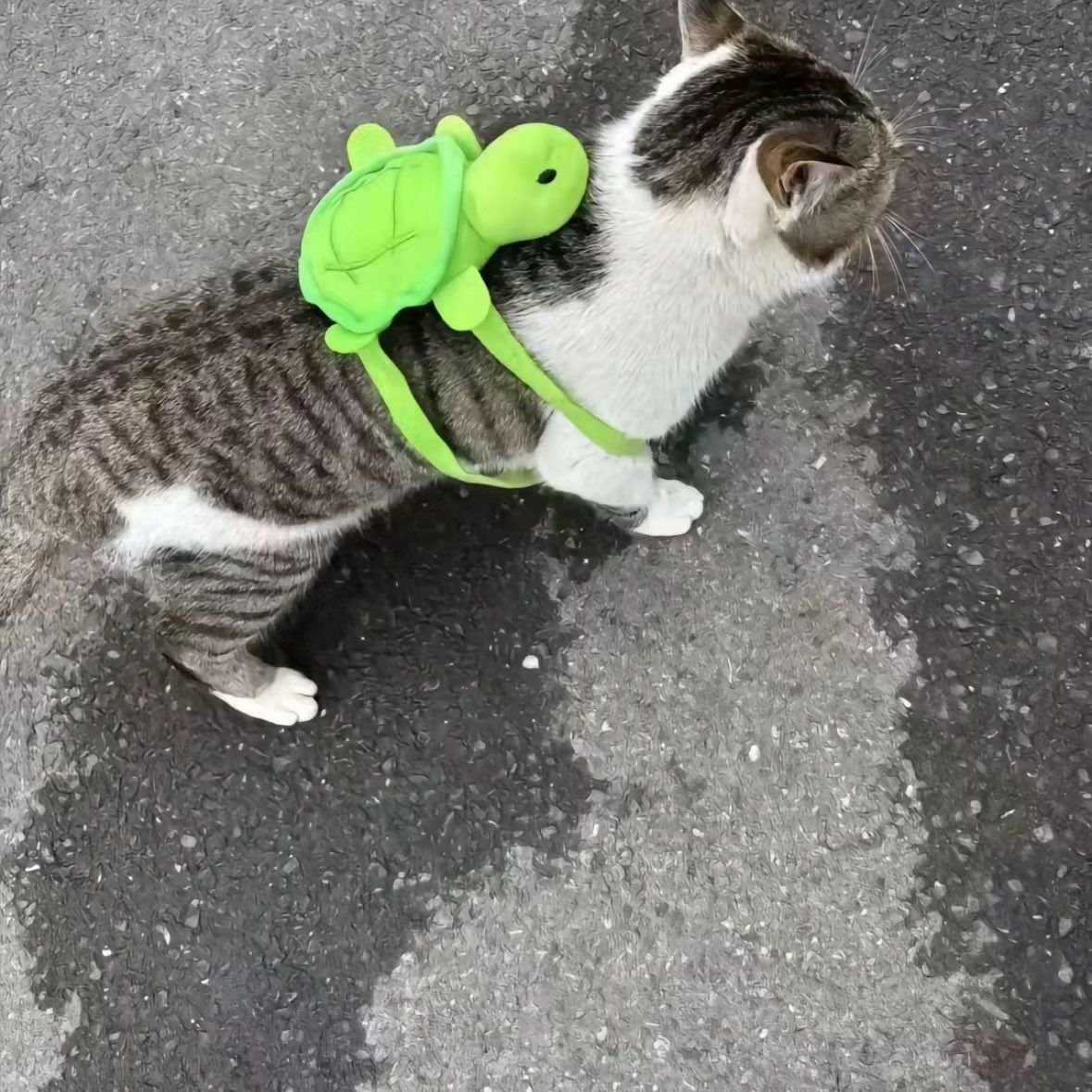 Catsillyness's tweet photo. He got bullied for his new bookbag 😿 https://t.co/Za6kj5sZ6J