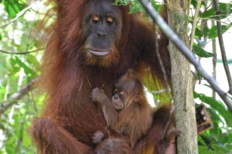WorldApeFund's tweet photo. Rescued from traffickers, reintroduced orangutan becomes mother in the wild: https://t.co/QLj1Wtn9Bw https://t.co/yEfHQJ3jfM