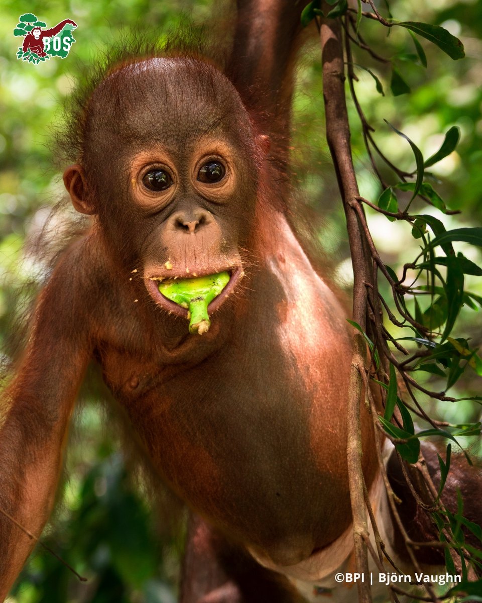 BOS_AUS's tweet photo. Ever wondered what orangutans eat? π€
These fascinating great apes are incredibly versatile and have been observed feeding on more than 2,000 plant species. πΏ
#saveorangutans #forestschool #sciencesaturday #InternationalOrangutanDay https://t.co/4TIu9OP9xG