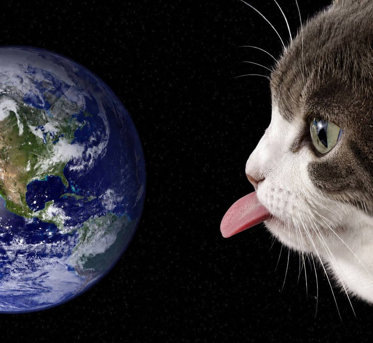 worldlickingcat's tweet photo. LICK IN https://t.co/LCekXn47Uu