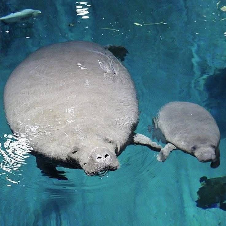 Shadoo_creeture's tweet photo. why doesn't the bigger chud just eat the smaller chud? https://t.co/rpAiqDvgQH