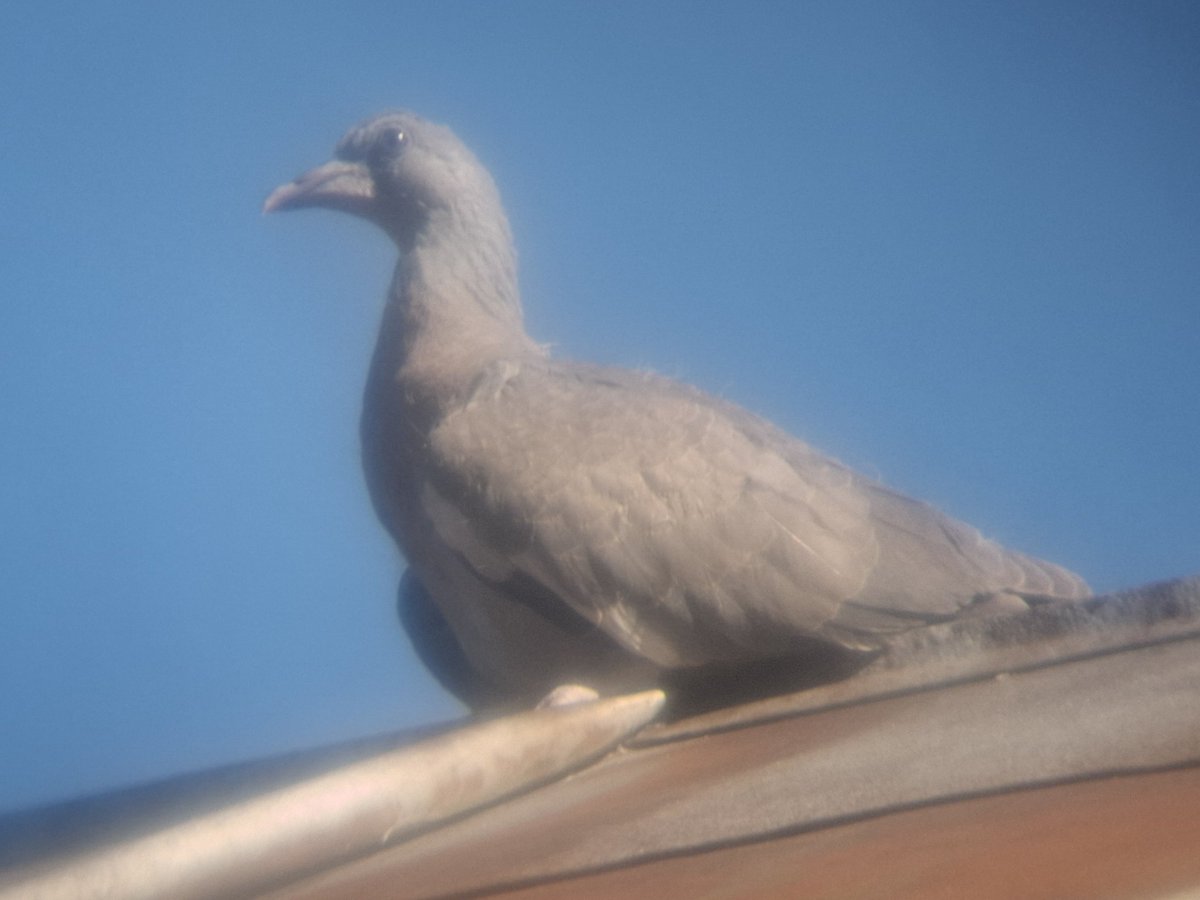 Tr2wwka's tweet photo. Today i found bunch of feathers outside. When i was trying to clean this mess i found bird feet. Turned out later it was feet of this young pigeon. I guess it was some raven attack, there were two of them nearby. Crazy thing happened last night... https://t.co/bWGIeBjkzi