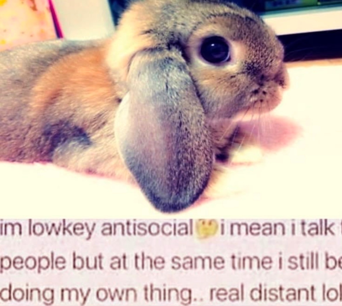 bunnyposting_'s tweet photo. https://t.co/nMFcYwU3zh