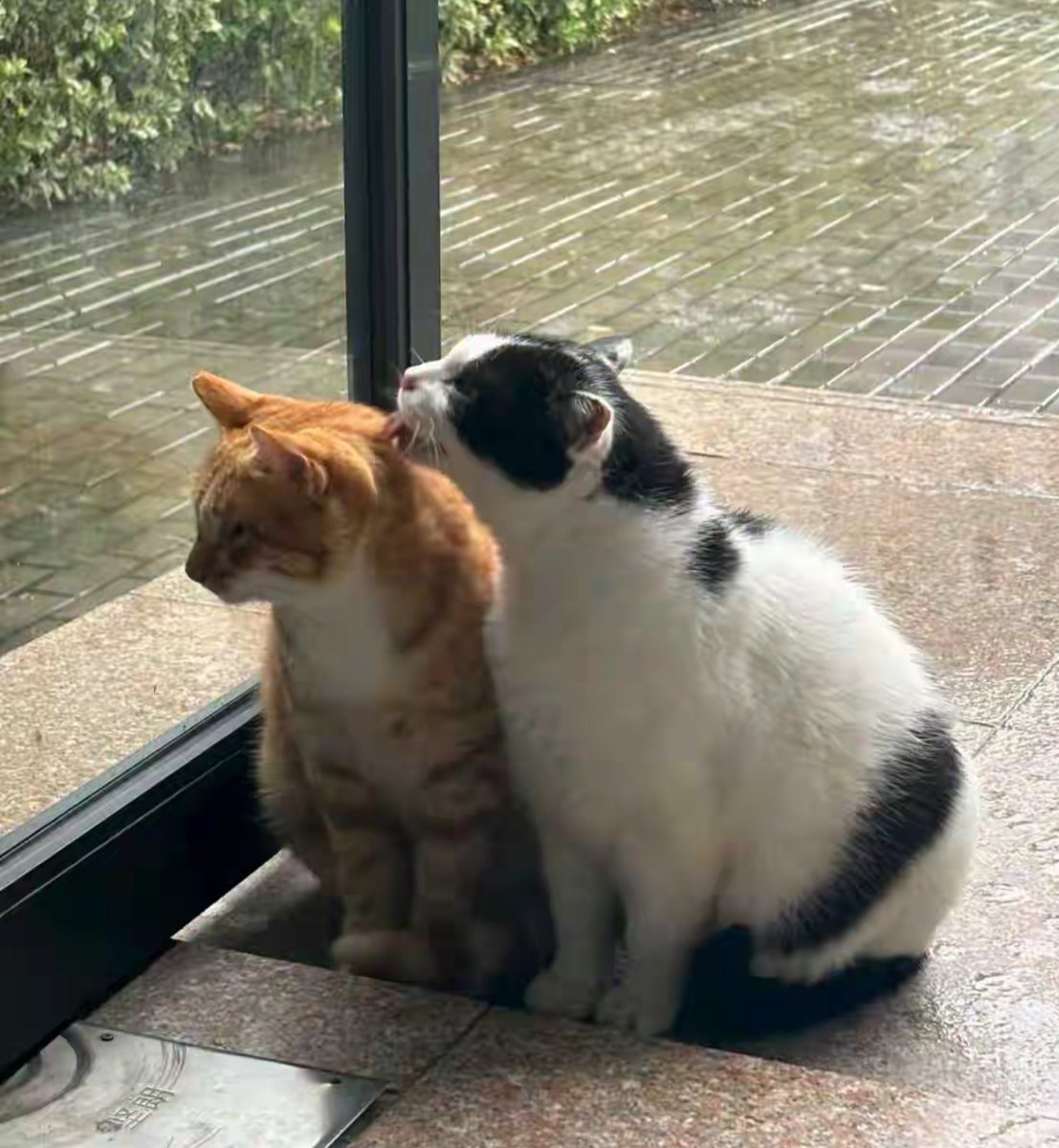 iahbrand's tweet photo. Nothing beats a rainy afternoon cuddling with your fur baby—warm, cozy, and full of tiny purrs of love https://t.co/hwQ9RUbldn