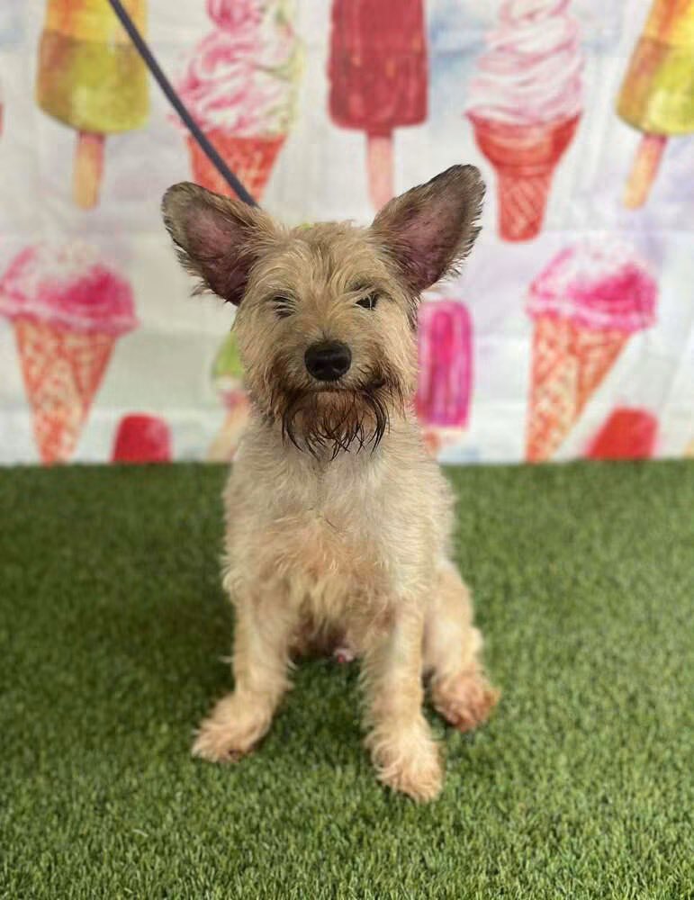 HoundsInPounds's tweet photo. 🐾 Baby Gorgeous
Age: 2 years
Weight: 21 lbs (pocket‑sized perfection) ✨
Vetting: Neutered, fully vaccinated, microchipped
Fostered in: Passaic County, NJ 📍
Available in: NY, NJ, CT, PA, ME, VT, VA, DE, MD, RI, NH
Apply: https://t.co/PSckBKNJtg 💗
👇 https://t.co/mibaN9xv7v