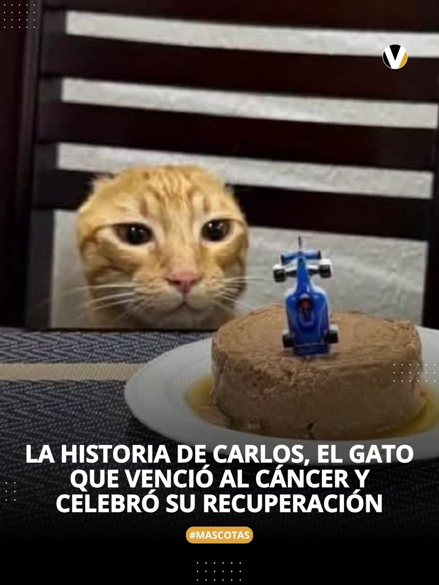 revistavistazo's tweet photo. ❤️‍🩹🐈Tras una cirugía decisiva en la que quedo sin orejas para salvarle la vida, su familia le organizó un festejo especial para conmemorar su victoria. Conoce su historia 👉🏽https://t.co/F1J6dfEWbt https://t.co/202ER6DicB