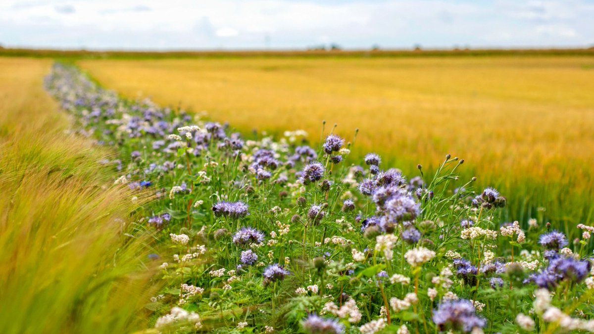 giveashitnature's tweet photo. Farmers have figured out that the cheapest pesticide is a strip of flowers, and the scientists have verified it.

Swiss researchers sowed flower strips through 10 winter wheat fields and compared them to 15 fields without. Cereal leaf beetle larvae dropped 40%. Second-generation adults dropped 53%. Damage to the wheat fell 61%. 

That pushed the pest below the threshold where spraying pesticides is even worth the money.

A follow-up study on perennial strips found beetle larvae down 66%, and yield in the wheat beside them up 10%.

The catch is that this only works when the strips are built for it. Those Swiss trials used specific plants chosen to feed specific predators: cornflower, coriander, buckwheat, poppy. A generic wildflower mix along the field edge doesn't reliably do this.

The same principle scales down to a garden. Plant a strip of yarrow, dill, fennel, or mountain mint through the middle of your vegetable beds, not just around the outside.

Then leave it alone and let the bugs go to work.