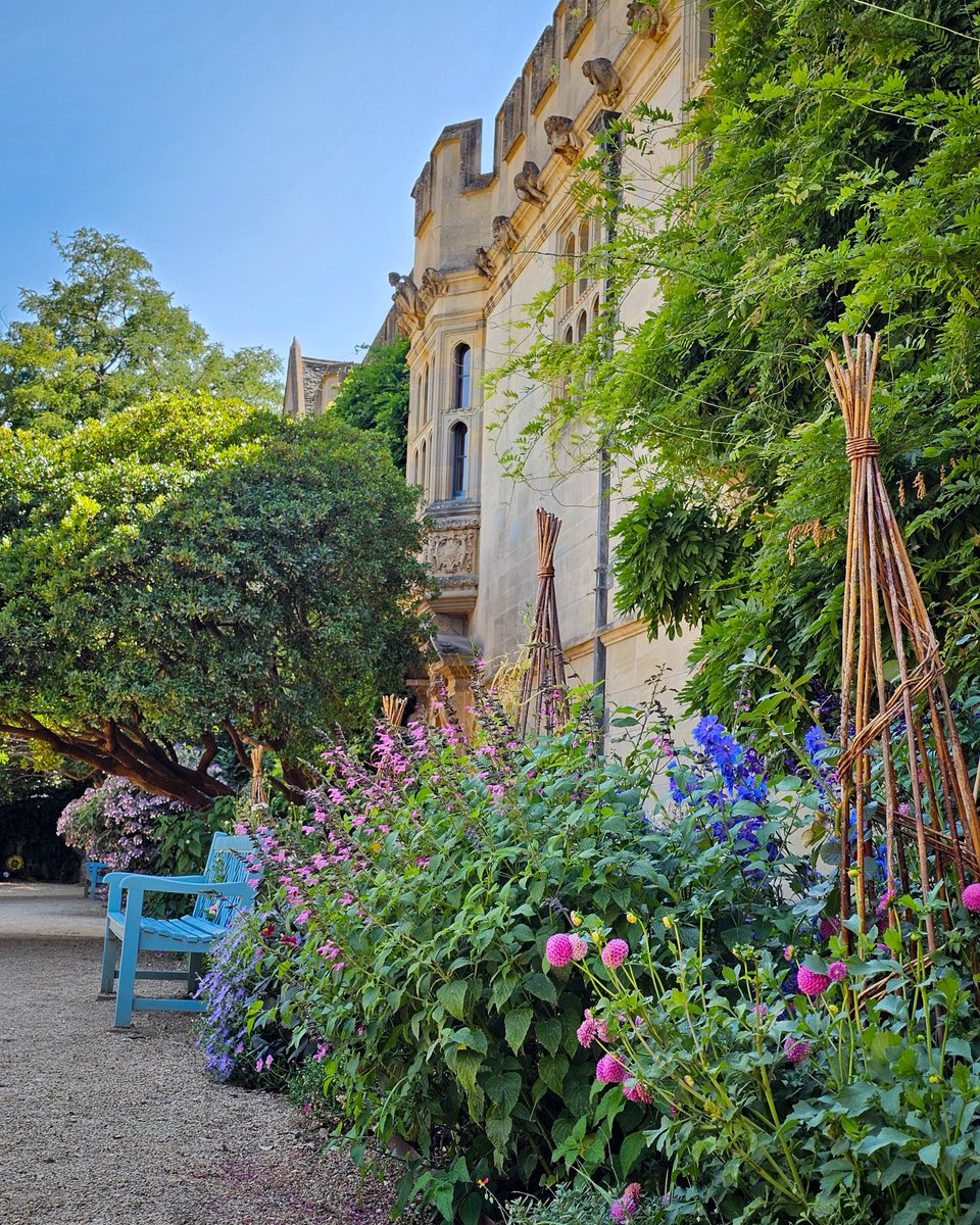 StJohnsOx's tweet photo. Our borders are looking beautiful even in the heatwave! 🌺 https://t.co/wA7TZ55ZzK