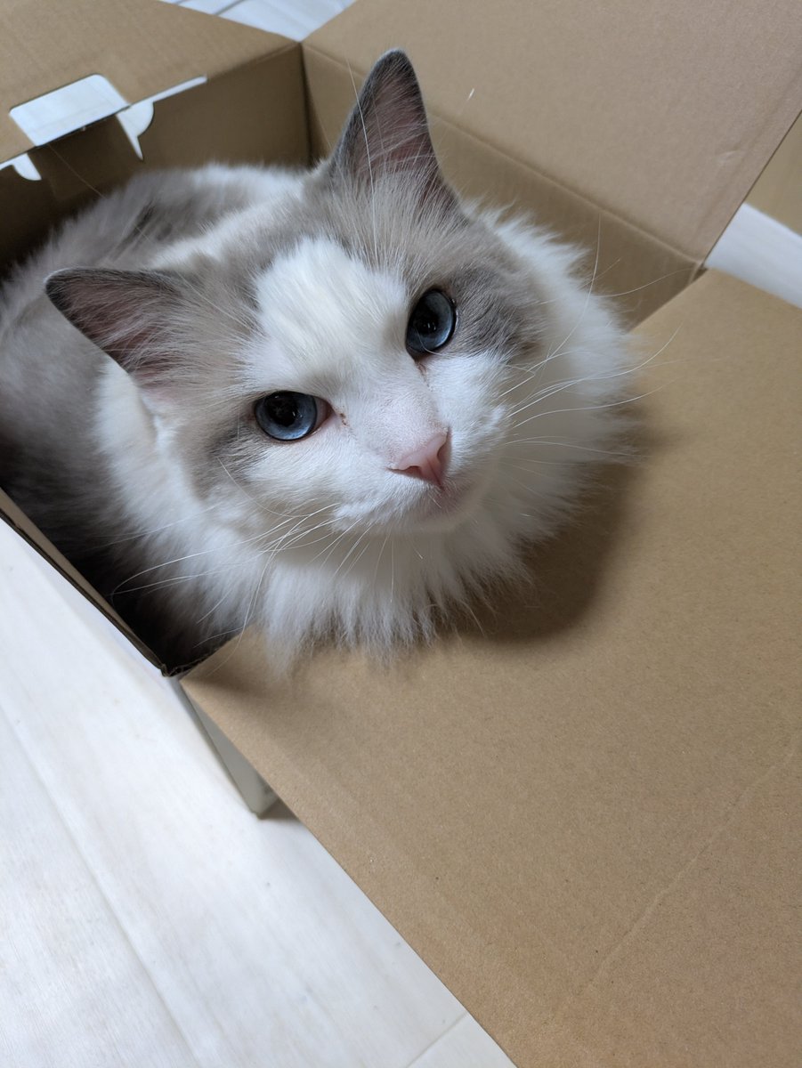 Binx00Binx's tweet photo. うちの猫のそるとのダンボール好きはハンパない
#猫
#ラグドール https://t.co/RQqS5K0fpV